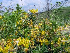 Майкараган волжский 002